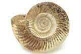 Polished Jurassic Ammonite (Perisphinctes) - Madagascar #270953-1